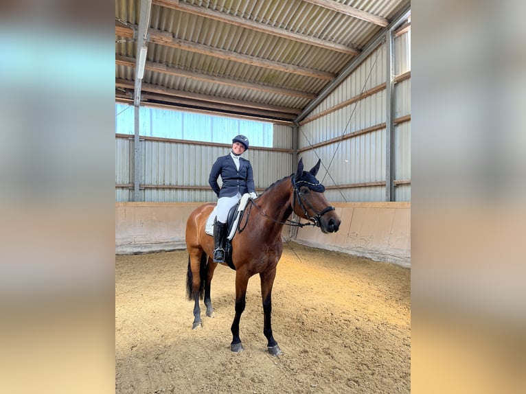 Westfaliano Castrone 11 Anni 172 cm Baio in Langenzenn