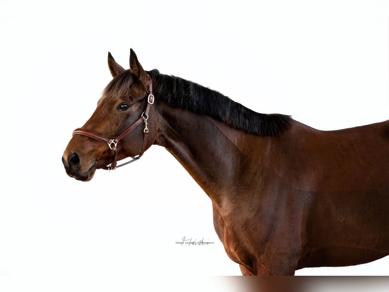 Westfaliano Castrone 11 Anni 172 cm Baio in Langenzenn