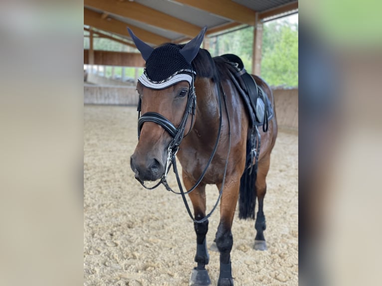 Westfaliano Castrone 11 Anni 172 cm Baio in Langenzenn