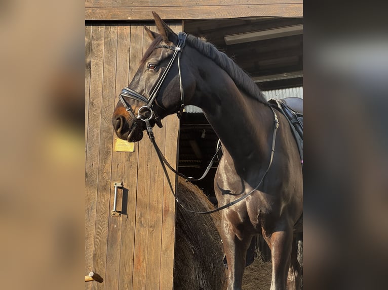 Westfaliano Castrone 11 Anni 172 cm Baio in Wagenitz