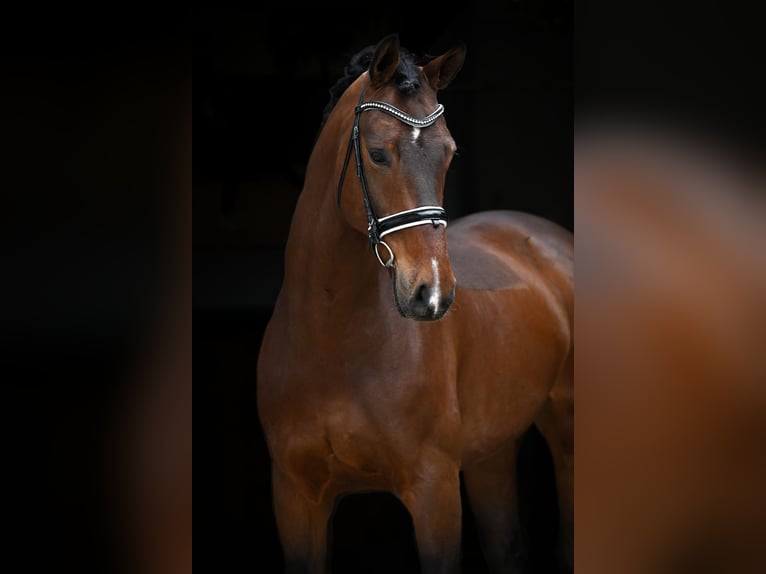 Westfaliano Castrone 11 Anni 172 cm Baio scuro in Tauberrettersheim
