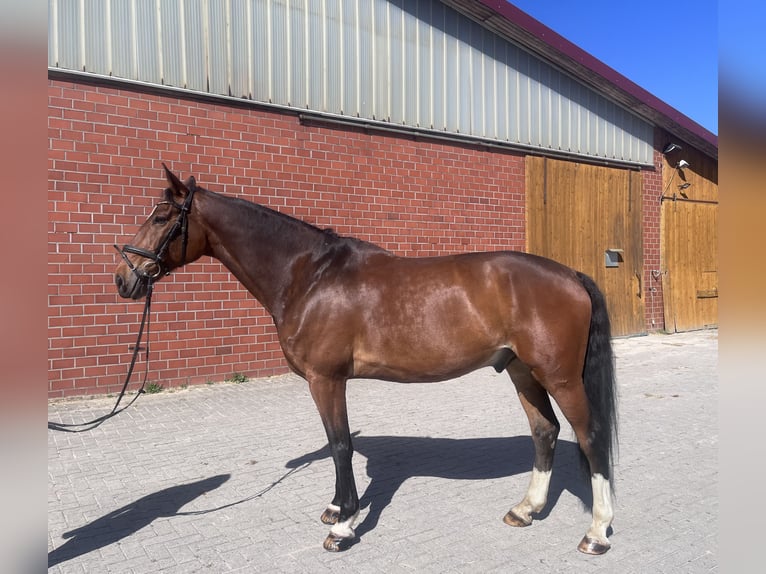 Westfaliano Castrone 11 Anni 173 cm Baio in Herzlake