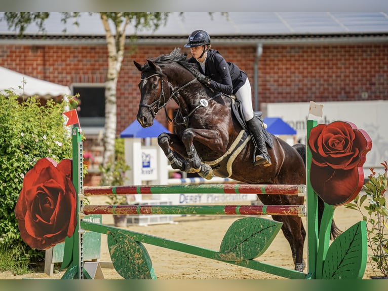 Westfaliano Castrone 11 Anni 174 cm Morello in Senden