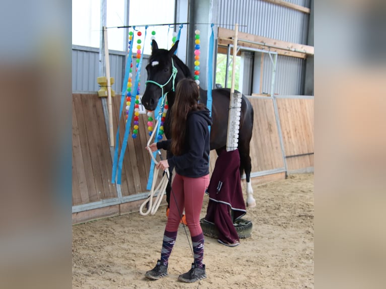 Westfaliano Castrone 11 Anni 174 cm Morello in Bielefeld