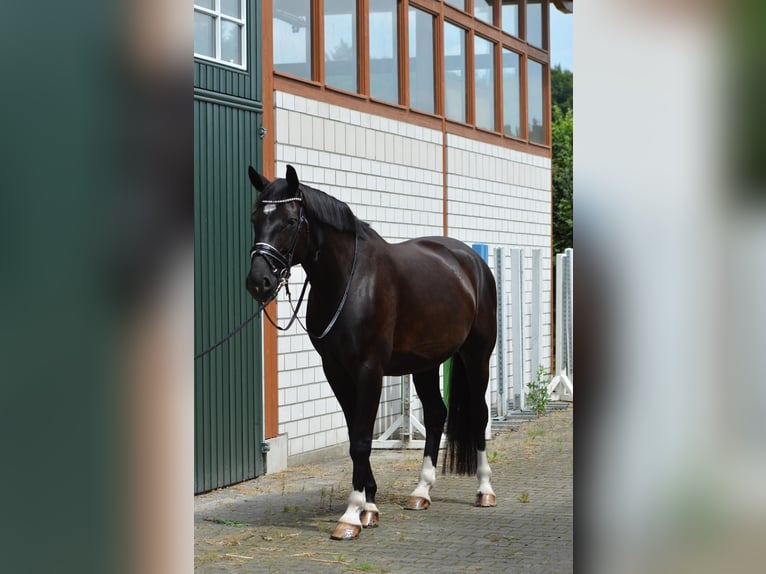 Westfaliano Castrone 11 Anni 174 cm Morello in Bielefeld