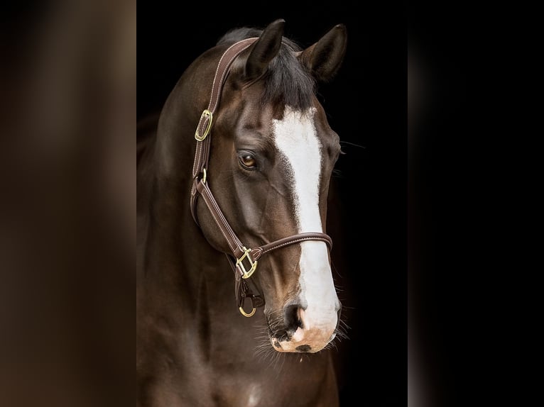 Westfaliano Castrone 11 Anni 175 cm Baio in Schlangen