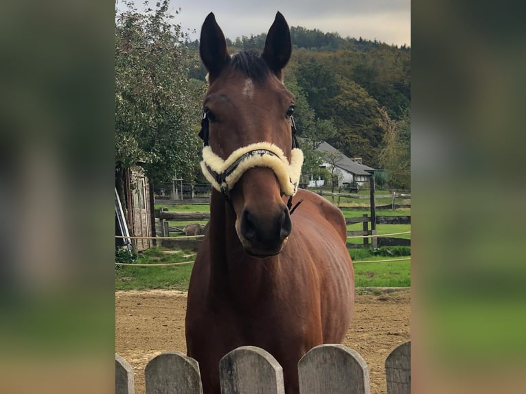 Westfaliano Castrone 11 Anni 175 cm Baio in Hagen am Teutoburger Wald