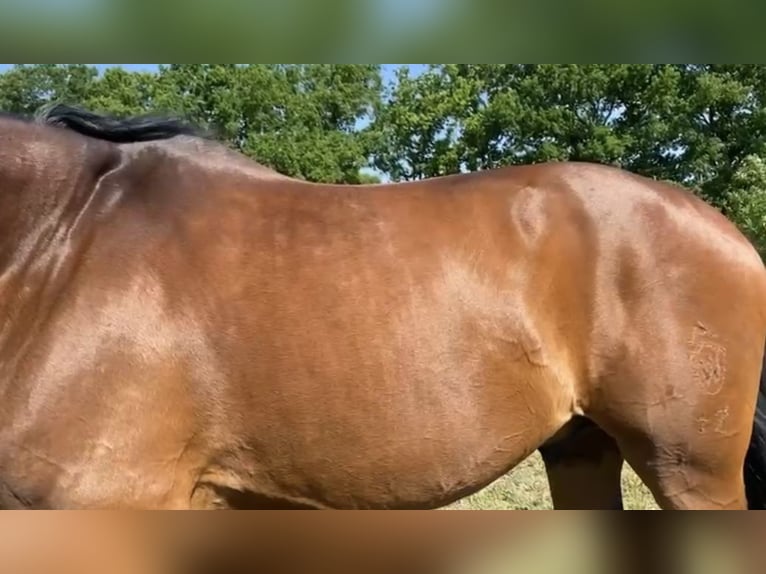 Westfaliano Castrone 11 Anni 175 cm Baio in Oststeinbek