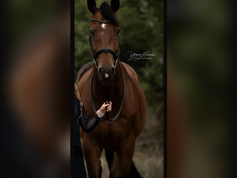 Westfaliano Castrone 11 Anni 175 cm Baio in Oststeinbek