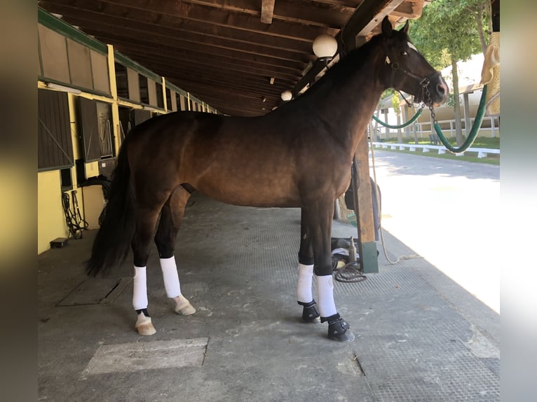 Westfaliano Castrone 11 Anni 180 cm Baio scuro in Samarate
