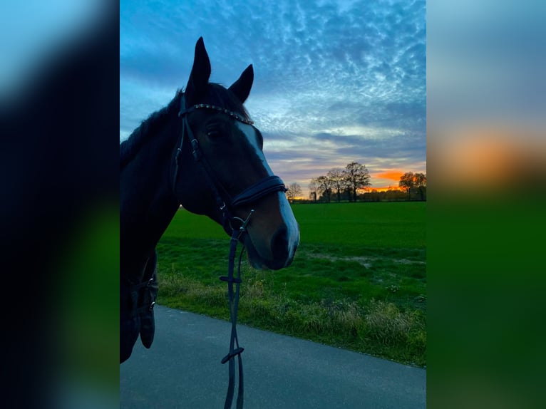 Westfaliano Castrone 11 Anni 183 cm Baio in Lippstadt