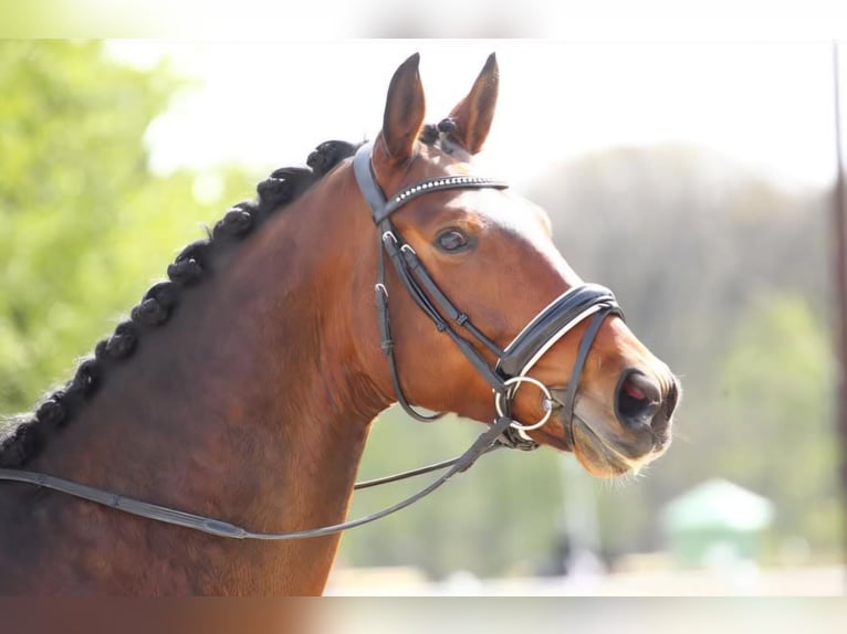 Westfaliano Castrone 12 Anni 166 cm Baio in Vernouillet