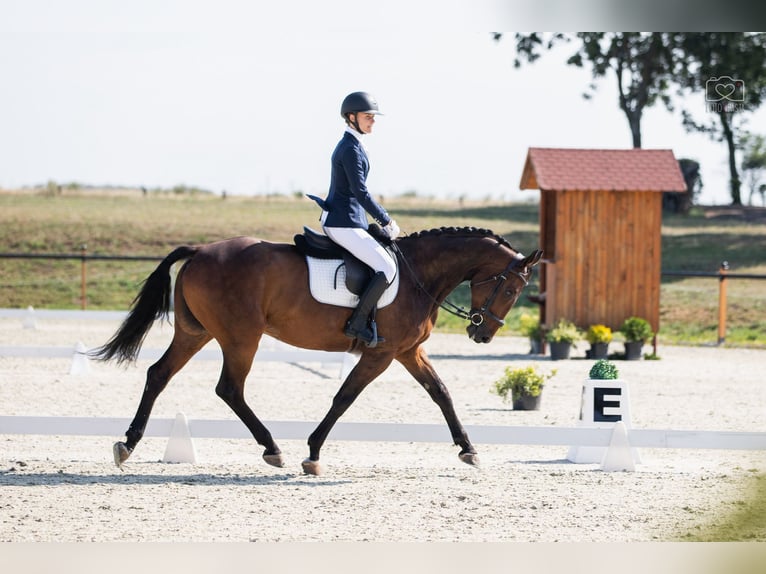 Westfaliano Castrone 12 Anni 167 cm Baio in Bednary