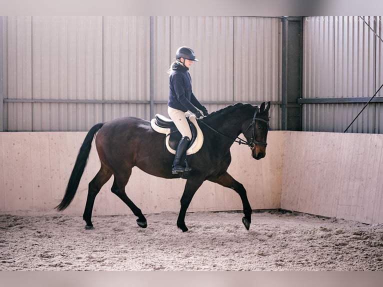 Westfaliano Castrone 12 Anni 167 cm Baio ciliegia in Kaczyna