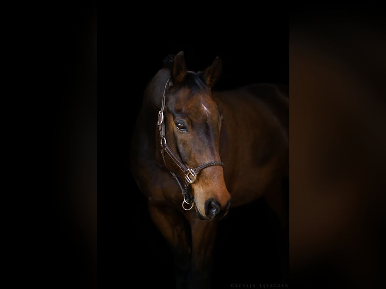 Westfaliano Castrone 12 Anni 167 cm Baio ciliegia in Kaczyna