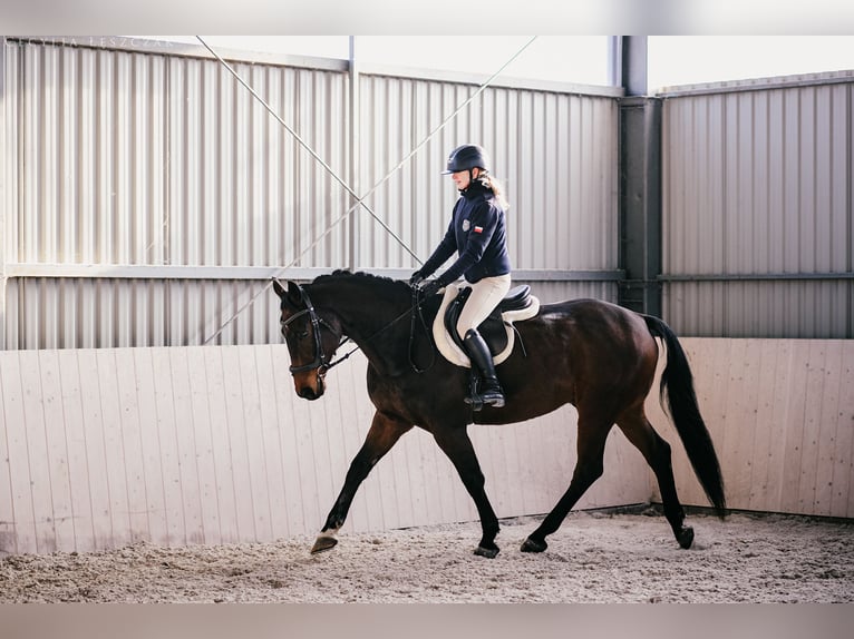 Westfaliano Castrone 12 Anni 167 cm Baio ciliegia in Kaczyna
