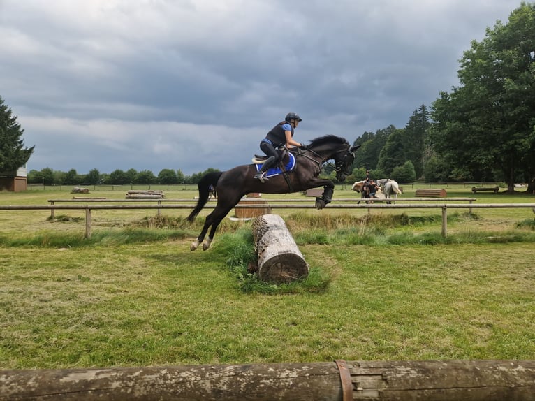 Westfaliano Castrone 12 Anni 168 cm Morello in Essingen