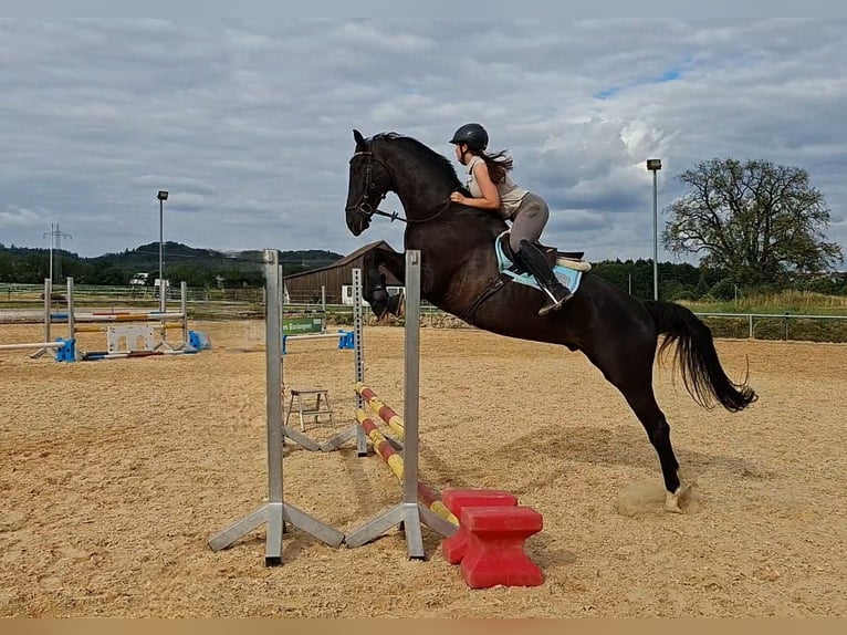 Westfaliano Castrone 12 Anni 168 cm Morello in Essingen