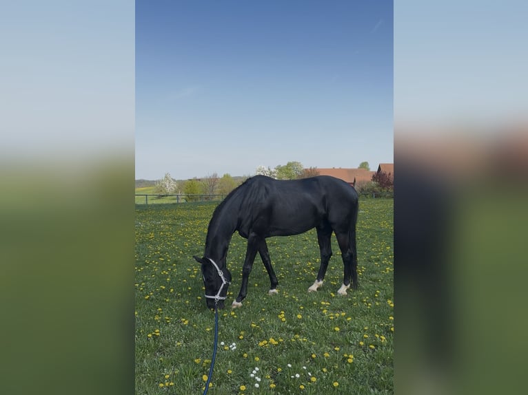 Westfaliano Castrone 12 Anni 168 cm Morello in Essingen