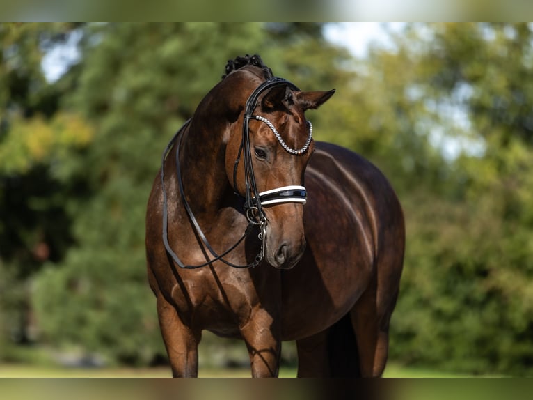 Westfaliano Castrone 12 Anni 170 cm Baio in Lippetal