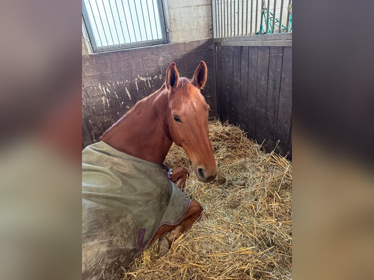 Westfaliano Castrone 12 Anni 170 cm Sauro in Soest