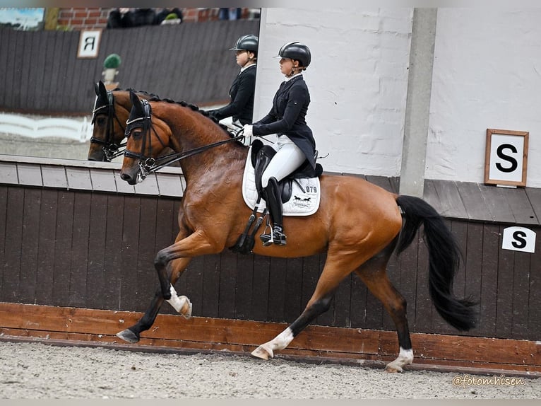 Westfaliano Castrone 12 Anni 172 cm Baio in Sassenberg