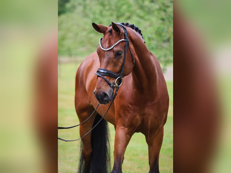 Westfaliano Castrone 12 Anni 172 cm Baio in Sassenberg