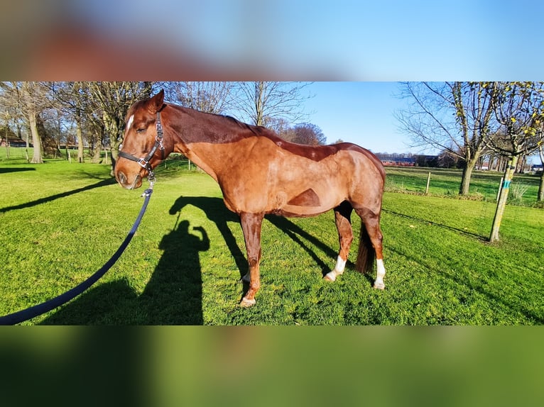 Westfaliano Castrone 12 Anni 172 cm Sauro scuro in Verl