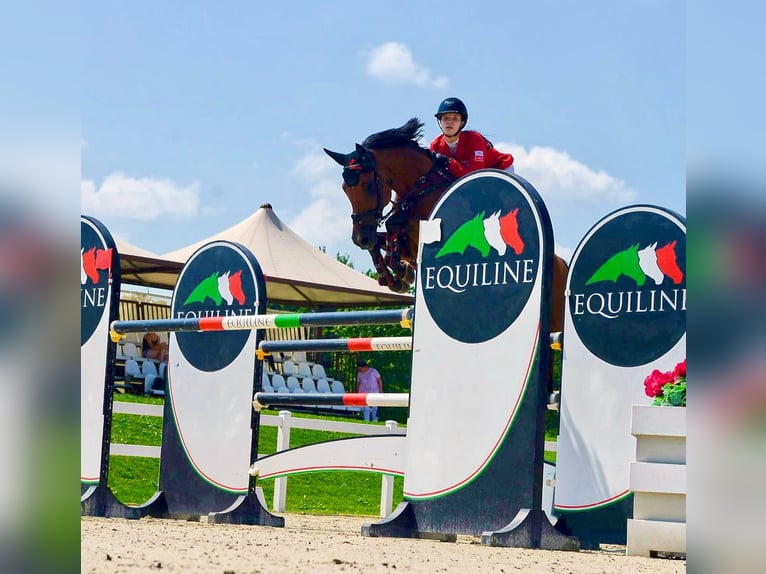 Westfaliano Castrone 12 Anni 173 cm Baio in Barłomino