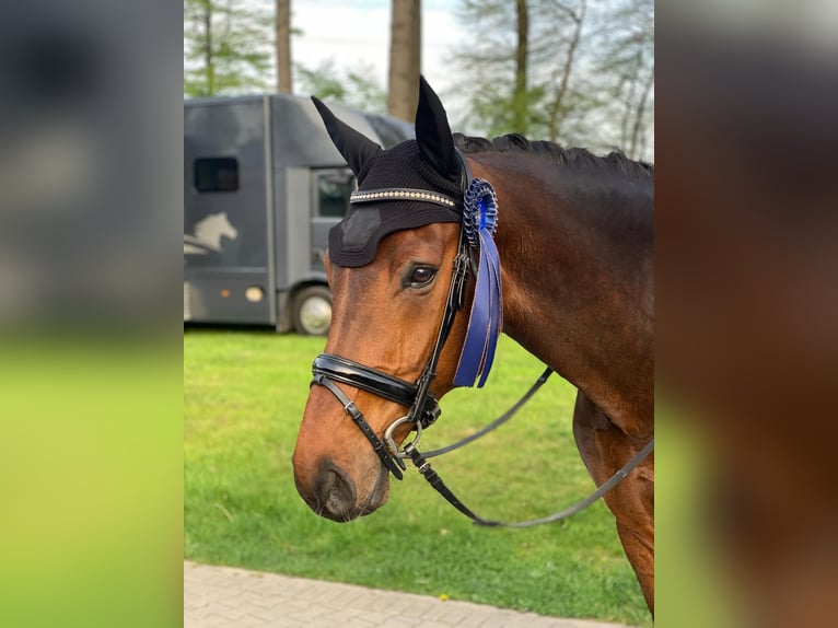 Westfaliano Castrone 12 Anni 175 cm Baio in BielefeldBielefeld