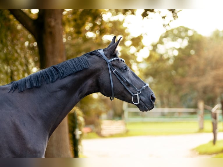 Westfaliano Castrone 12 Anni 178 cm Morello in Heinsberg