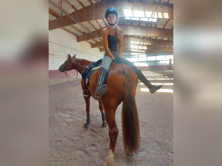 Westfaliano Castrone 12 Anni 178 cm Sauro in Bad W&#xFC;nnenberg