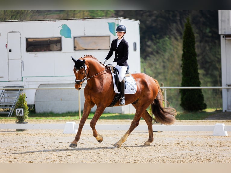 Westfaliano Castrone 12 Anni 178 cm Sauro in Bad W&#xFC;nnenberg
