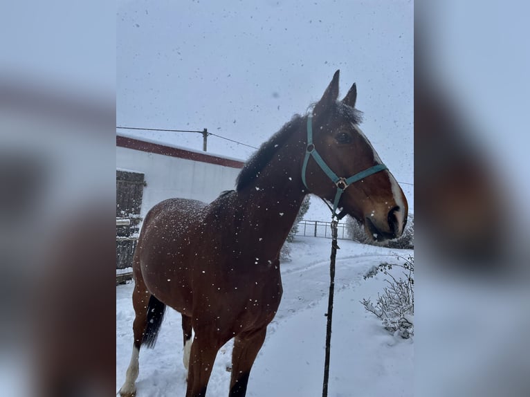 Westfaliano Castrone 12 Anni 180 cm Baio in Mechernich