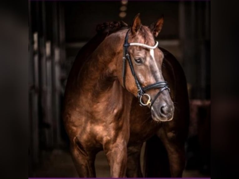 Westfaliano Castrone 12 Anni 182 cm Sauro scuro in Diekhusen