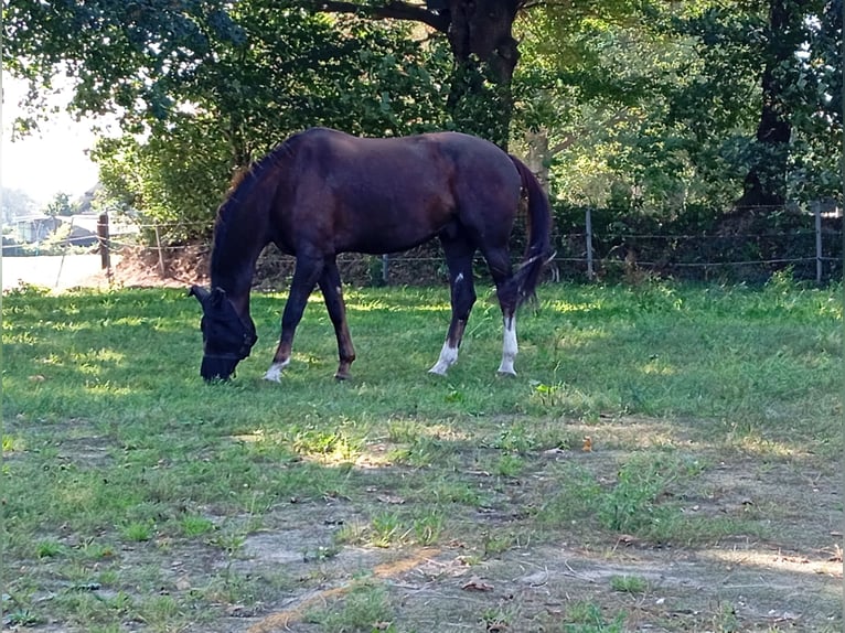 Westfaliano Castrone 12 Anni 182 cm Sauro scuro in Diekhusen