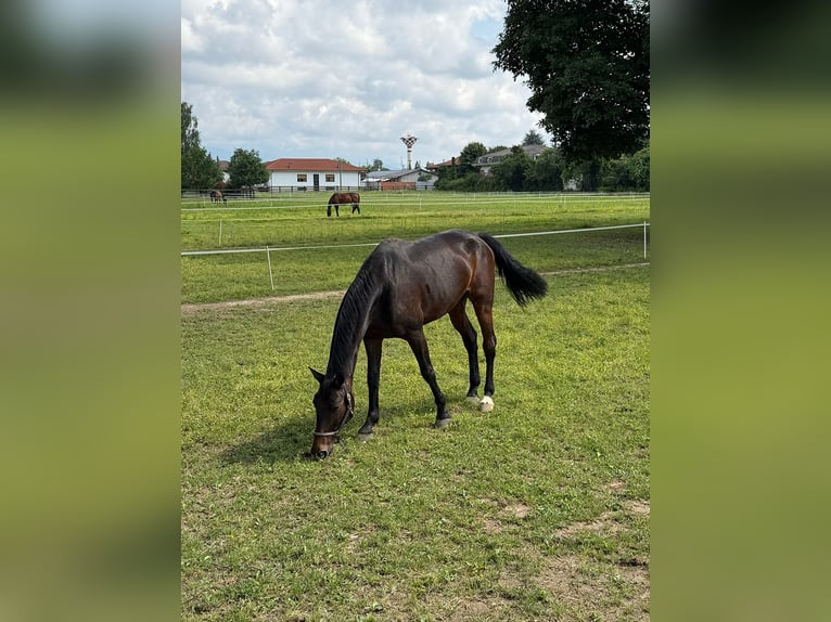 Westfaliano Castrone 12 Anni 185 cm Baio in Favria