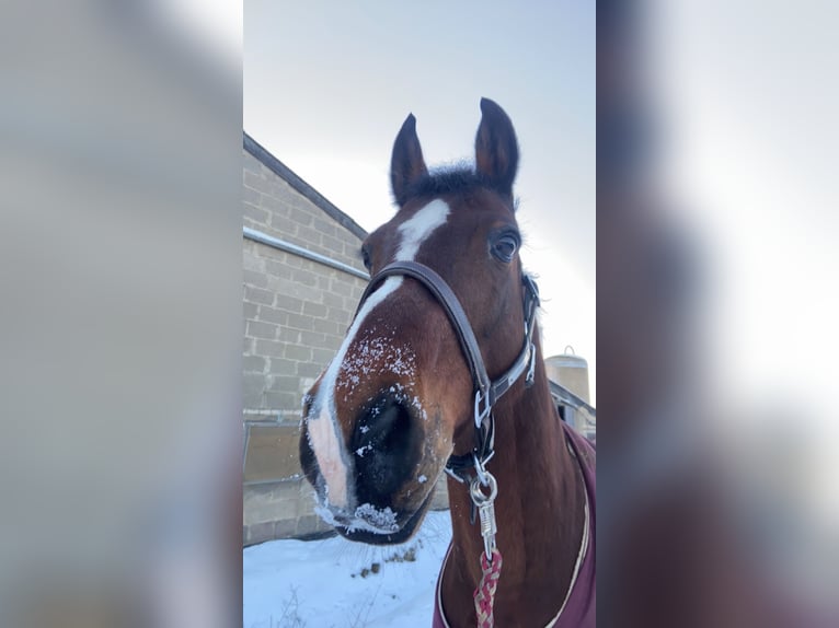 Westfaliano Castrone 13 Anni 160 cm Baio in Stolberg (Rheinland)