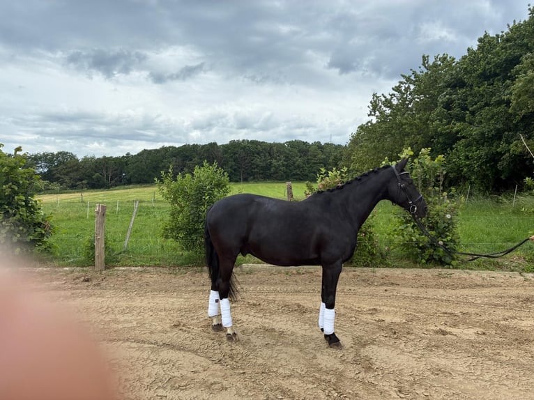 Westfaliano Castrone 13 Anni 160 cm Morello in Betzdorf