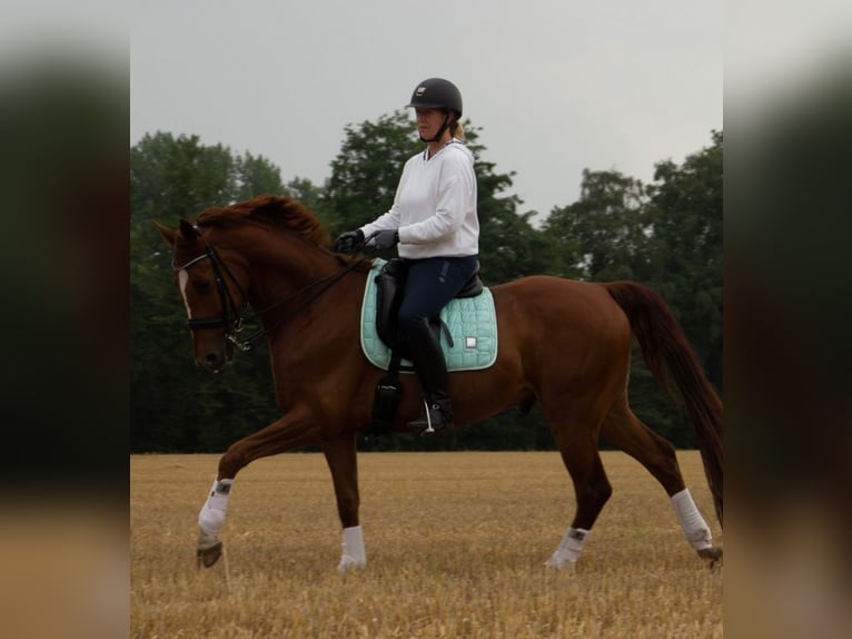 Westfaliano Castrone 13 Anni 167 cm Sauro in Senden