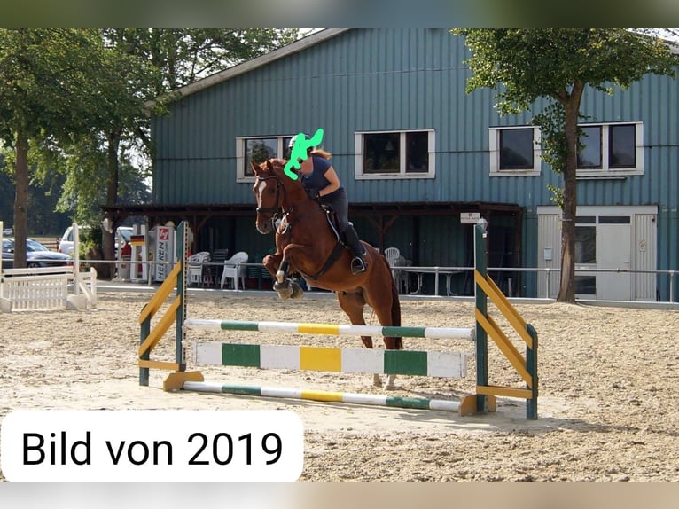 Westfaliano Castrone 13 Anni 167 cm Sauro in Senden