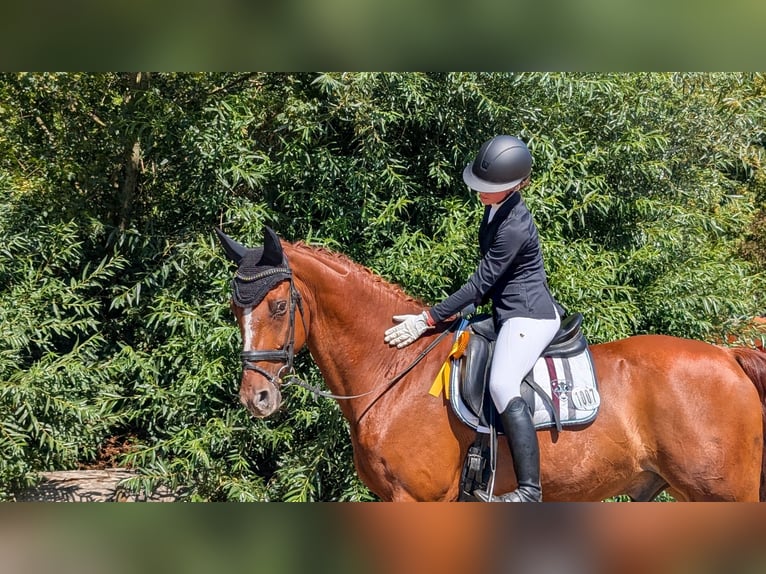 Westfaliano Castrone 13 Anni 167 cm Sauro in Senden