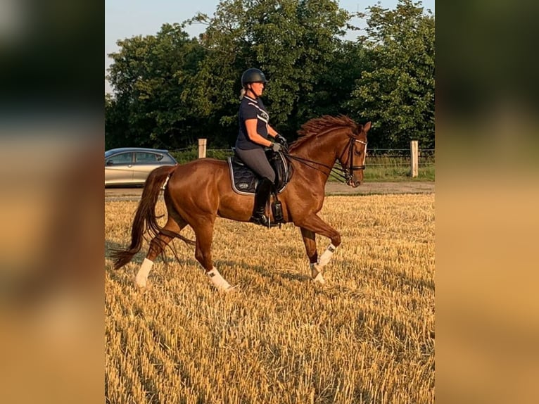 Westfaliano Castrone 13 Anni 167 cm Sauro in Senden