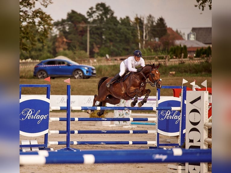 Westfaliano Castrone 13 Anni 168 cm Baio in Różan