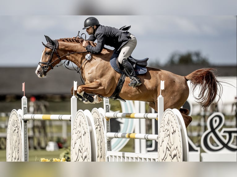 Westfaliano Castrone 13 Anni 168 cm Baio in zduchovice