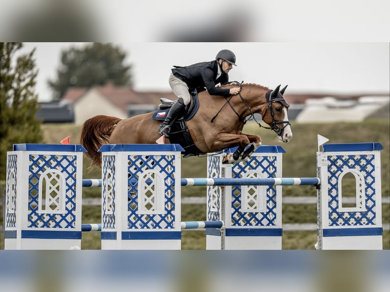 Westfaliano Castrone 13 Anni 168 cm Baio in zduchovice