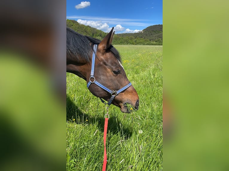 Westfaliano Castrone 13 Anni 169 cm Baio scuro in Alsfeld