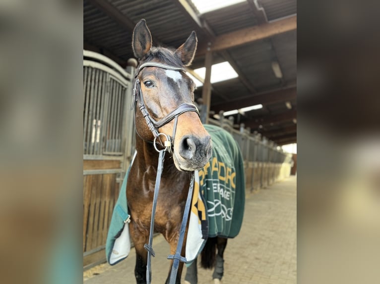 Westfaliano Castrone 13 Anni 170 cm Baio in Hamm