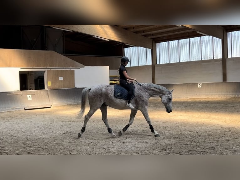 Westfaliano Castrone 13 Anni 170 cm Grigio trotinato in Fernwald