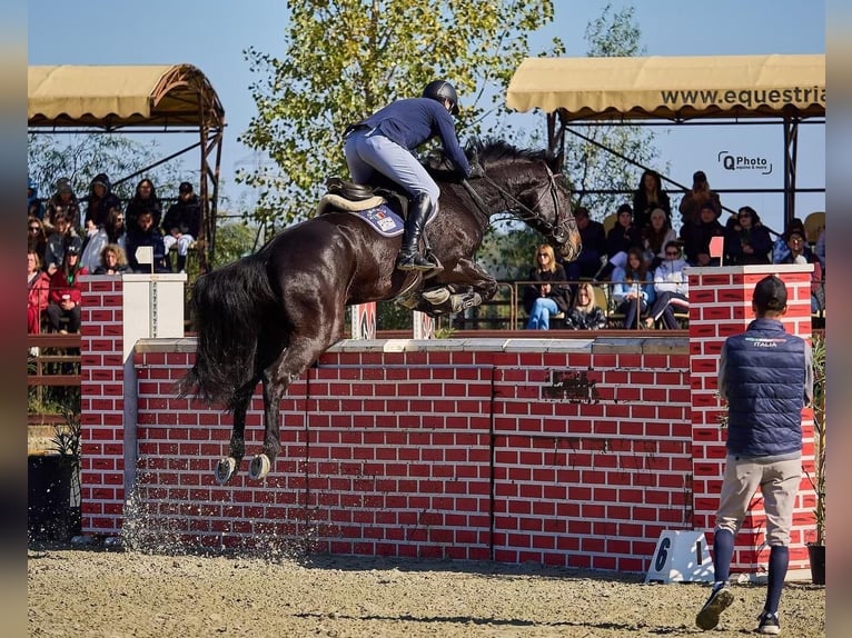 Westfaliano Castrone 13 Anni 172 cm Baio in Olari